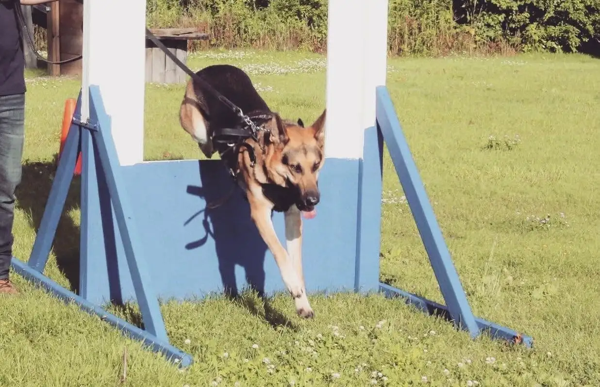 A German Shepherd practicing advanced training on outdoor equipment