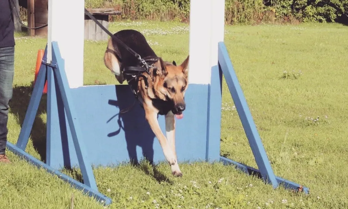 A German Shepherd practicing advanced training on outdoor equipment