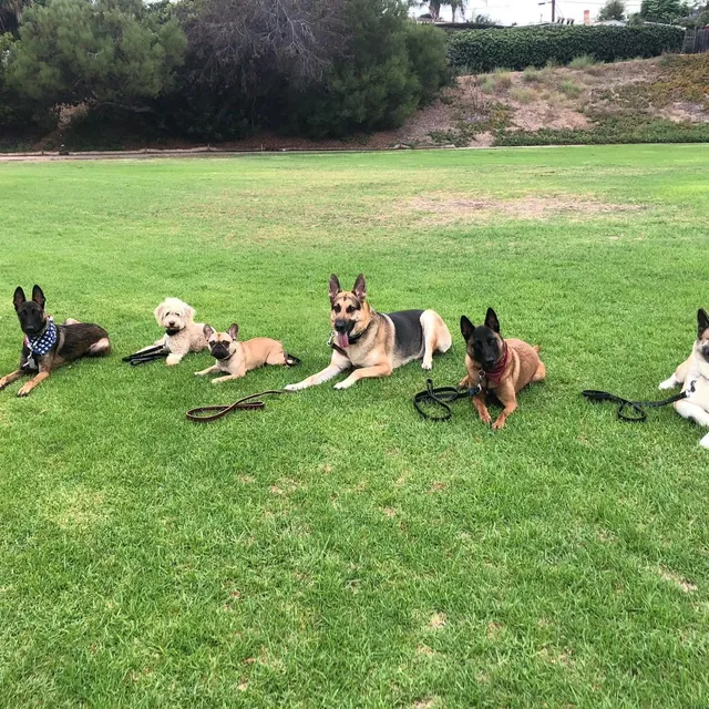 A dog practicing a reliable sit-stay during obedience training