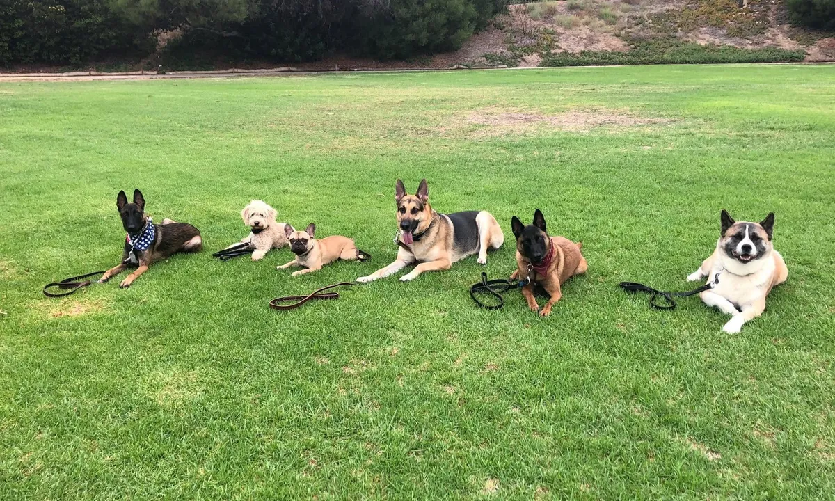 A focused dog practicing core obedience skills