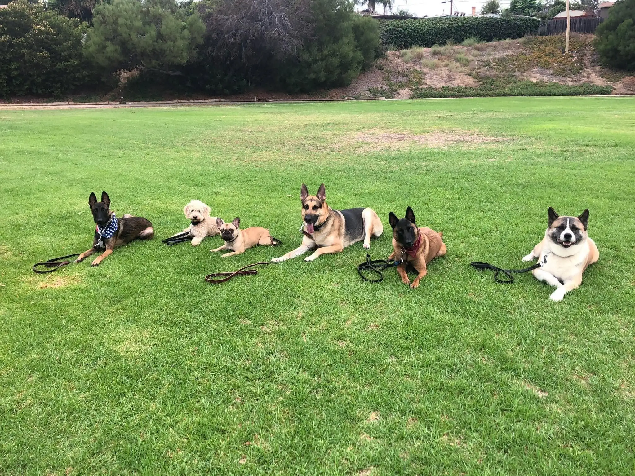 A dog practicing a reliable sit-stay during obedience training