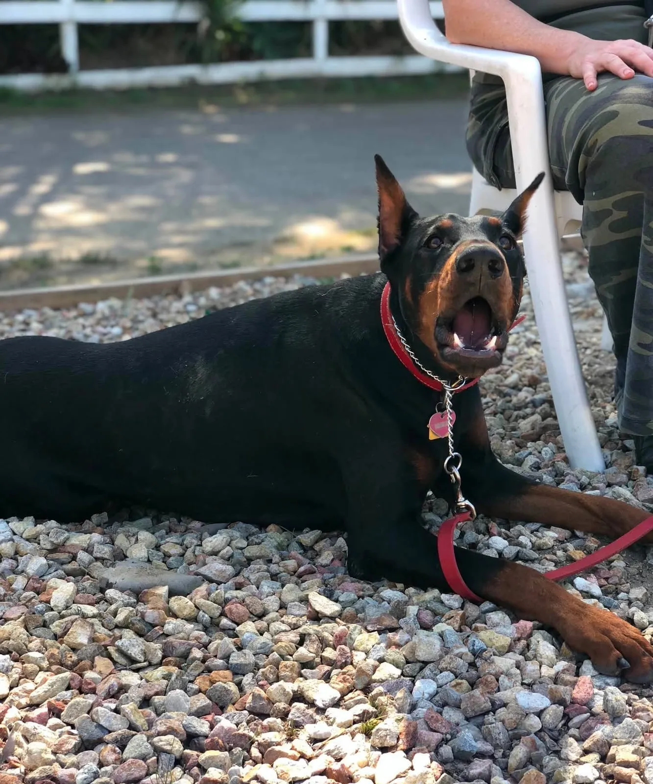 A Doberman lying calmly beside its handler during behavior training