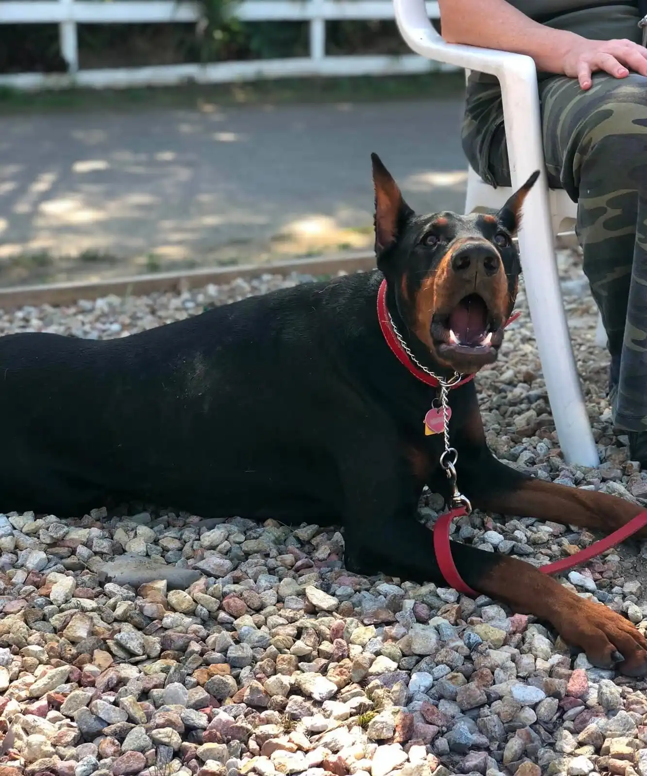 A Doberman lying calmly beside its handler during behavior training