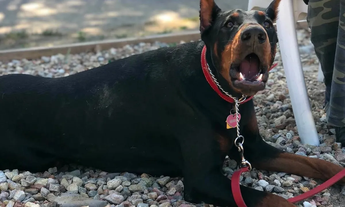 A Doberman lying calmly beside its handler during behavior modification coaching