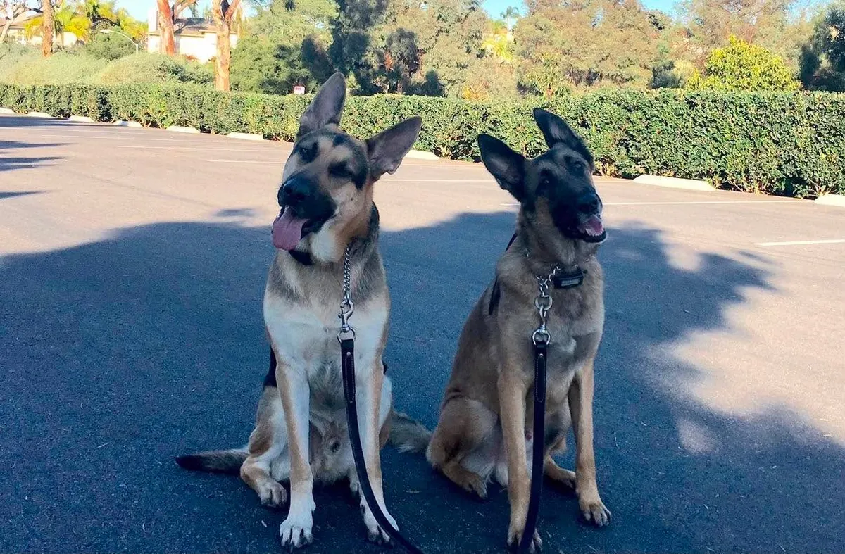 A relaxed family dog waiting calmly during behavior modification coaching