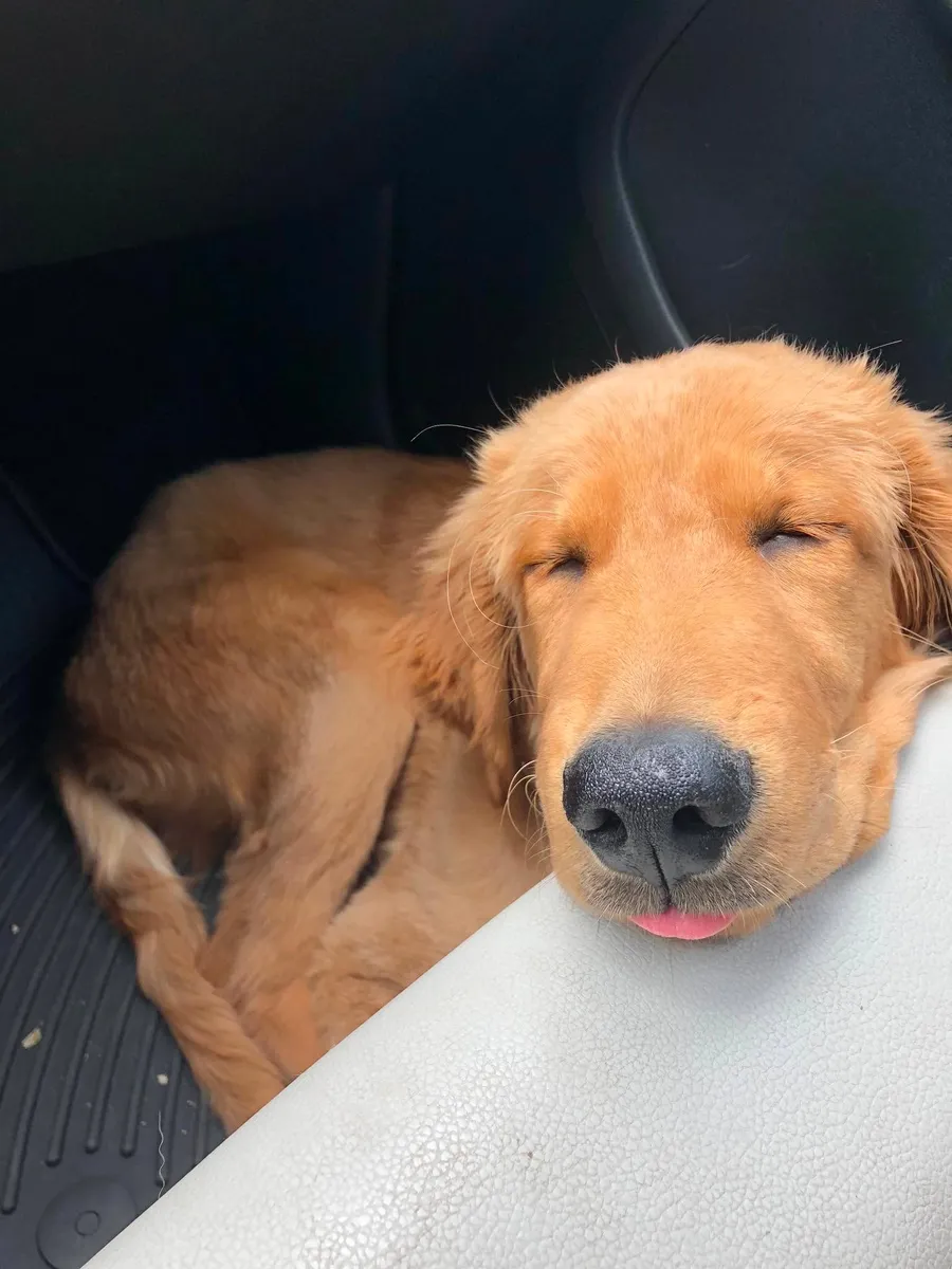 A sleepy golden retriever puppy resting in a car