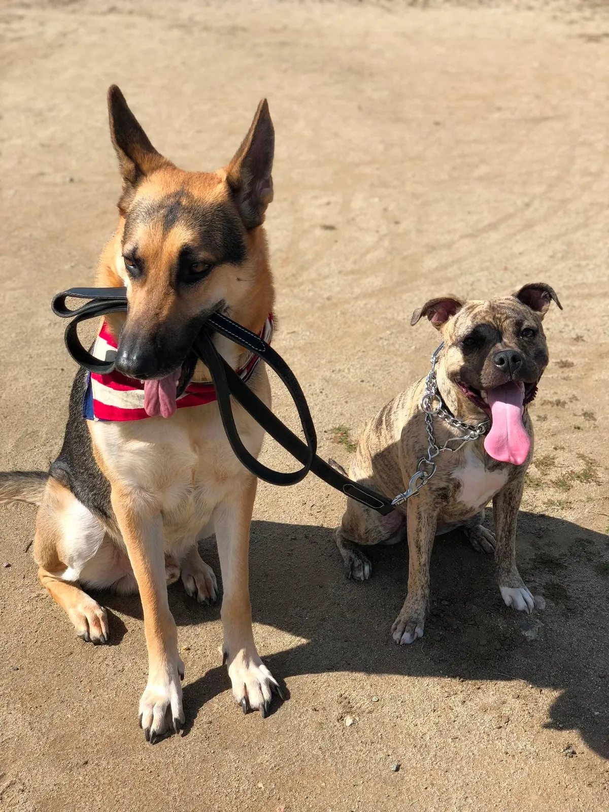 Two dogs on leashes demonstrating advanced training focus