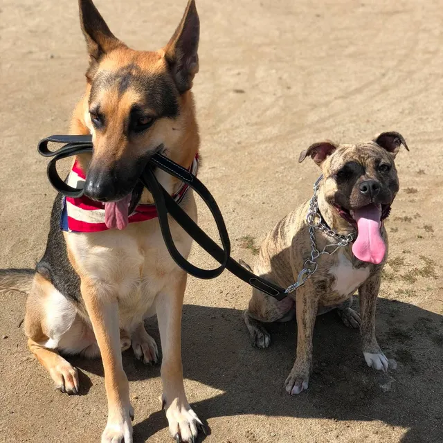 Two dogs on leashes demonstrating advanced training focus