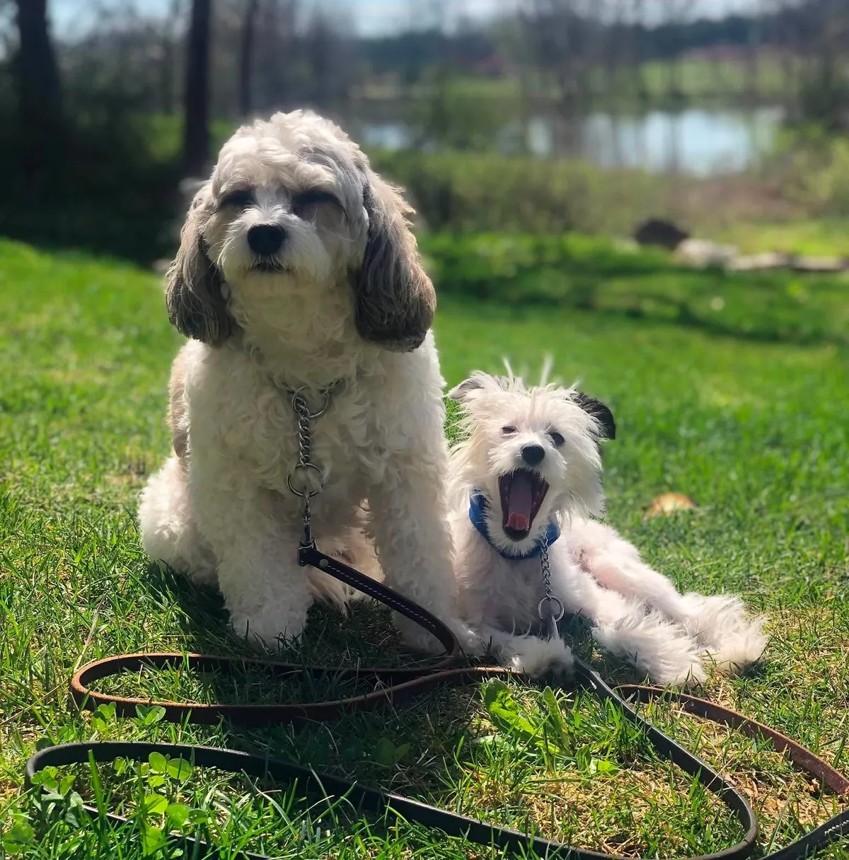 A puppy engaged in a full training session with its owner