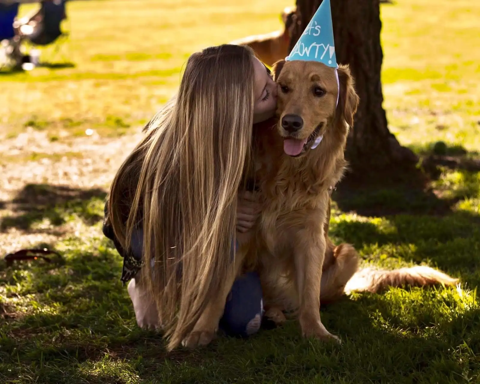 A puppy learning manners during a comprehensive training session