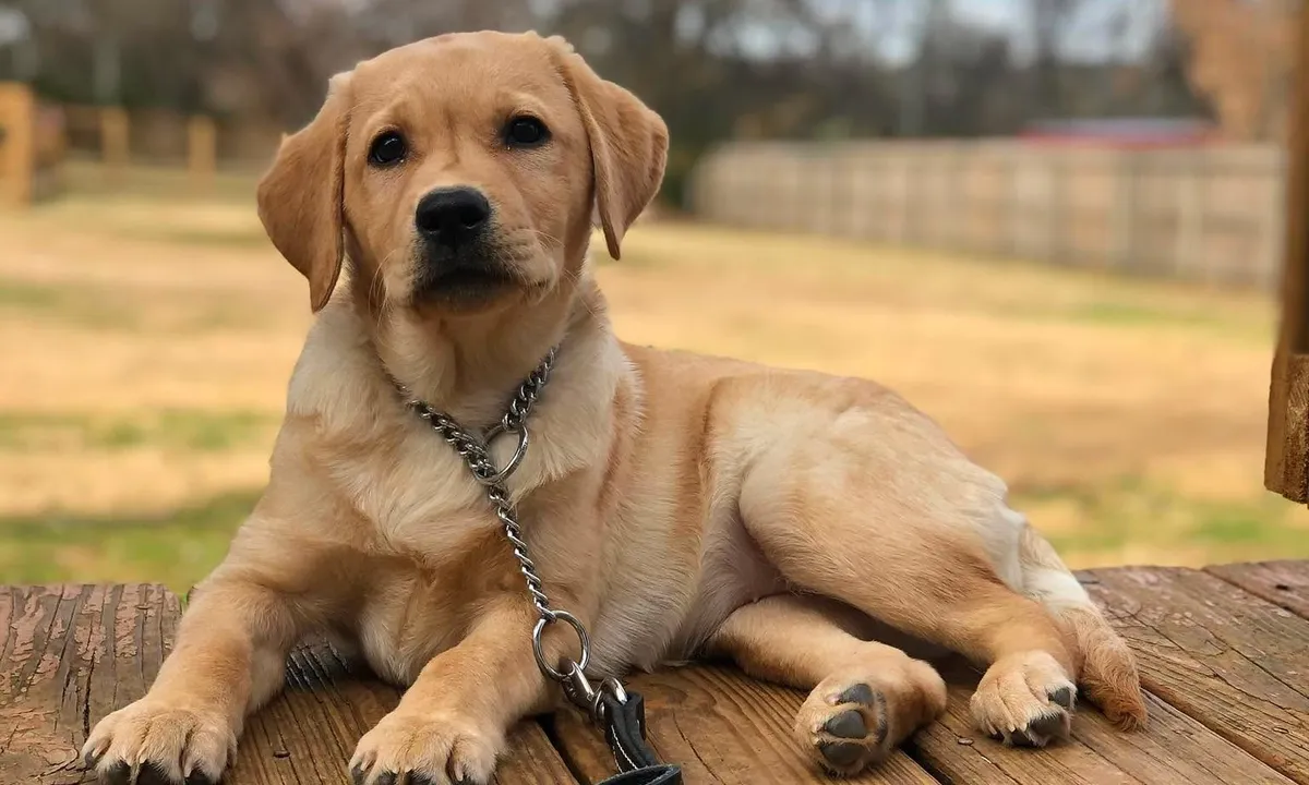 A puppy sitting calmly during foundations training
