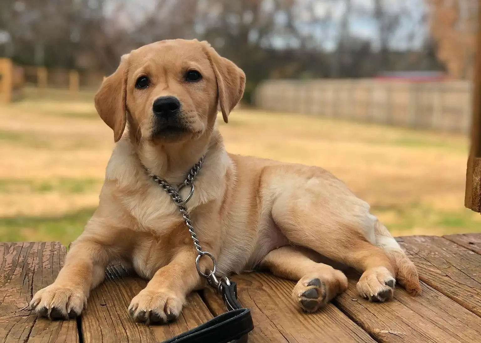 A puppy sitting calmly on a mat during foundations training