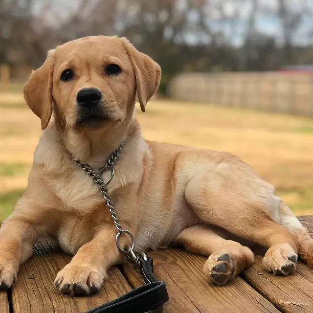 A puppy sitting calmly on a mat during foundations training